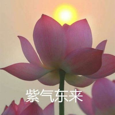 儿童游戏宝宝蘑菇钉下载官方版